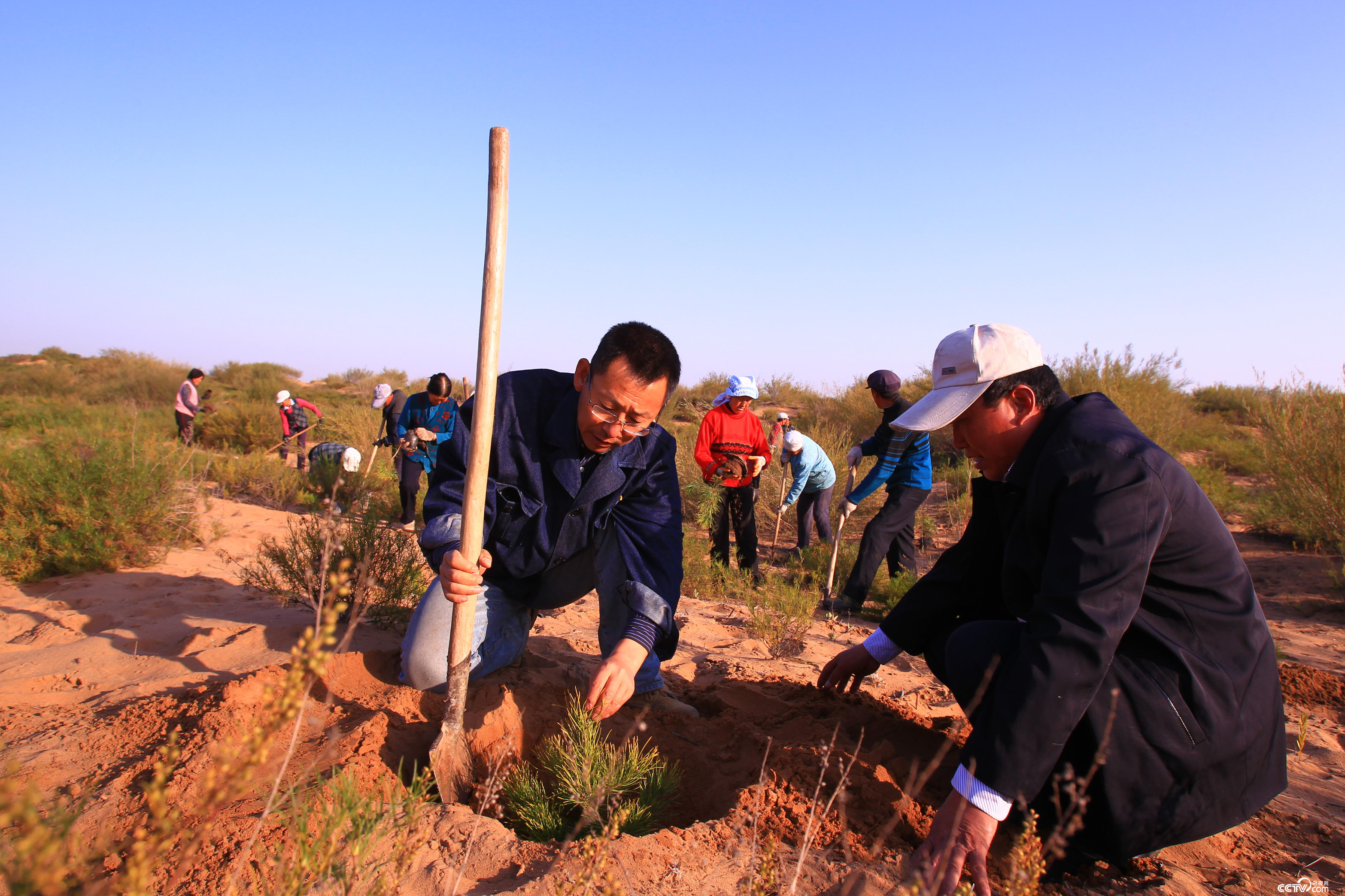 18年治沙染绿毛乌素 他将沙漠里的树种送上了太空-中国好故事