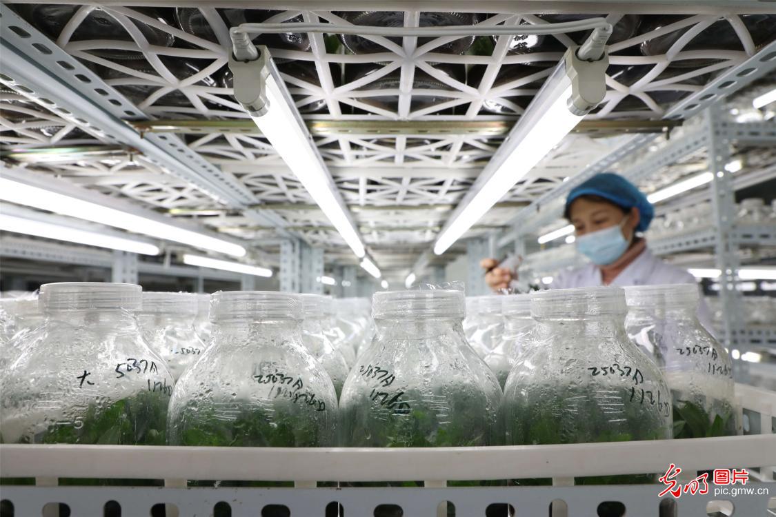 Agricultural technology company in E China's Shandong cultivated 40 new kinds of moth orchids Agricultural technology company in E China's Shandong cultivated 40 new kinds of moth orchids