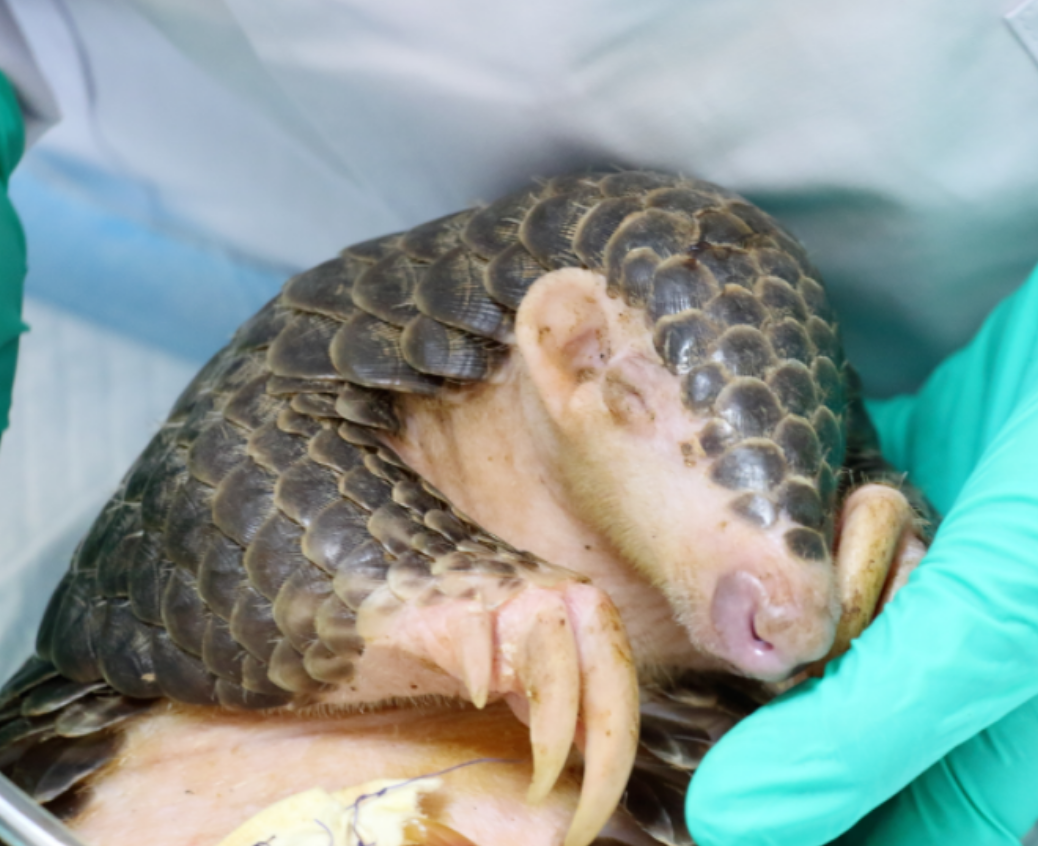 小穿山甲受重伤被发现,接下来的故事