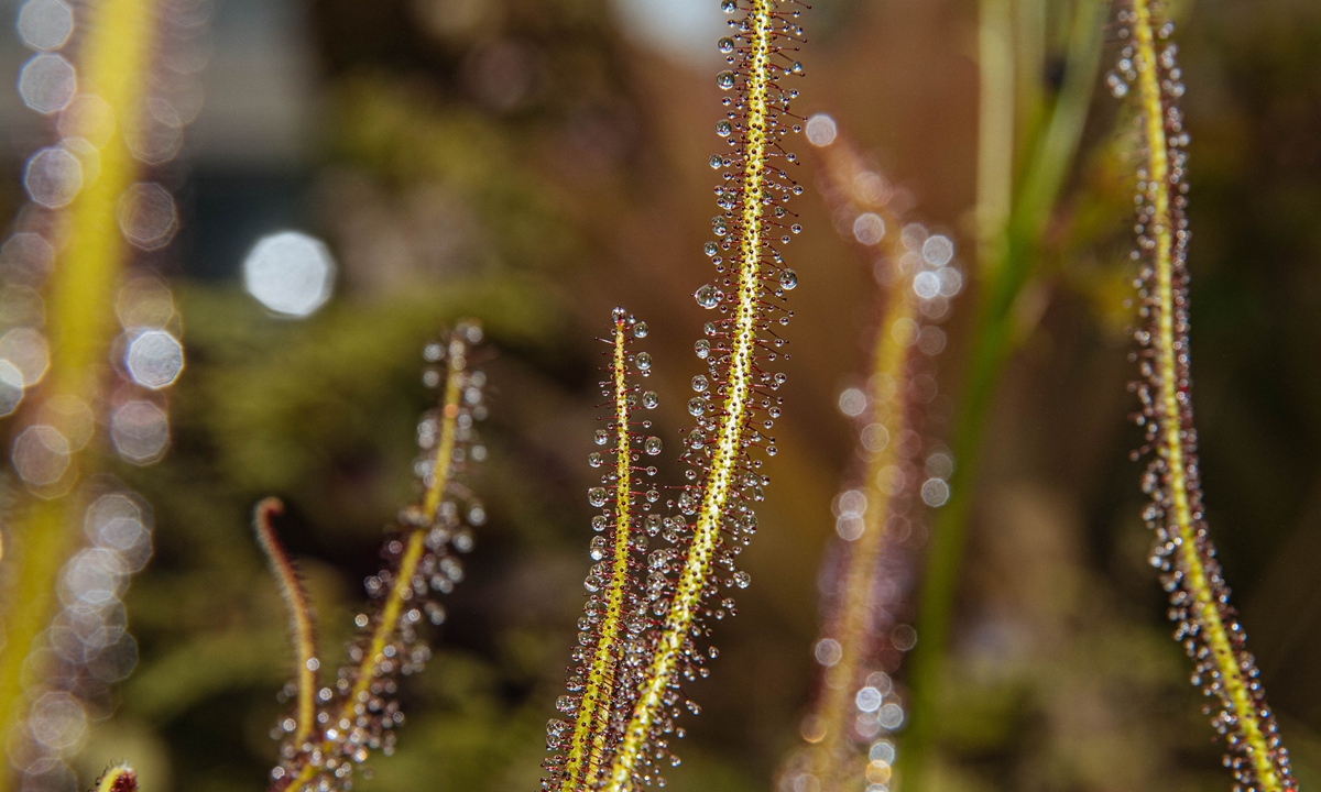 Plants seen at the Fulingong Greenhouses in Kunming, Southwest China's Yunnan Province during the COP15 meeting.Photo: Li Hao/GT