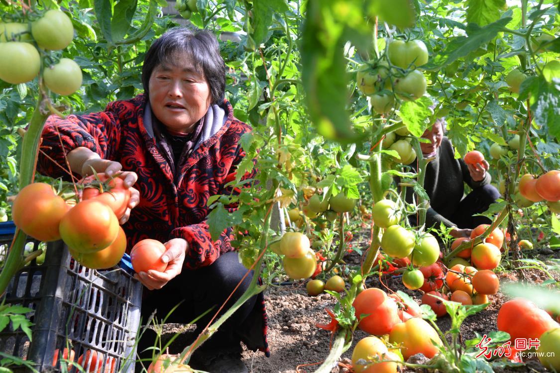 Tomato harvested at the greenhouse of E China's Anhui Province
