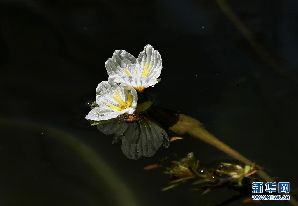 这是什么花 上海交大七旬老教授从洱海带回上海 中国好故事